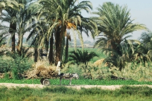 egypt_0029